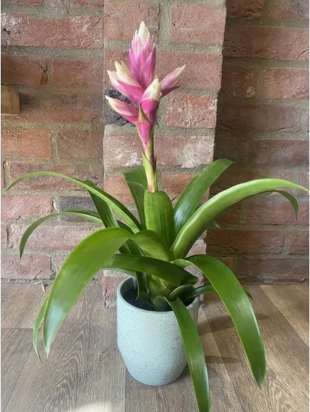 Buy Bromelia Guzmania Pink Flowering in Green Ceramic Pot Online | Indoor &  House Plants- UK Delivery