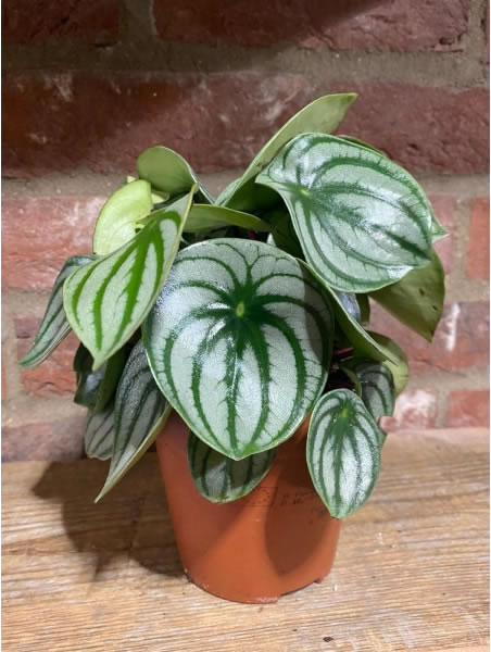 Peperomia Caperata Rosso House of Kojo